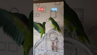 폭력뜰까? #parrot #birds #말하는 #앵무새…