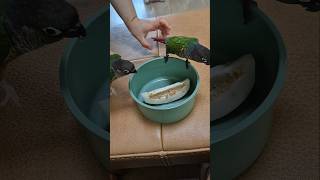 #코뉴어앵무새#하랑이#하봉이#cute#맛있는 #참외고르…