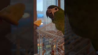 앵무새 카스테라먹방 #birds #앵무새 #한스마카우  #먹방