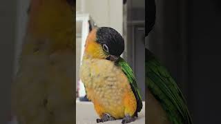 #birds #parrot #cute #pets #앵무새 #animals #crochet #funny #카이큐 #love