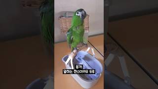 응가라고 말하는 한스마카우 두루 #한스마카우 #말하는앵…