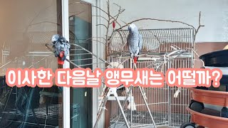 생애 첫 이사를 경험한 앵무새들의 근황
