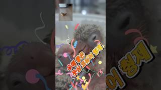 Friendly parrot brothers 우애 좋은…