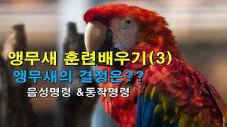 앵무새 훈련(3) - 동작과 음성 명령어 어떤 쪽이 먼저일까?