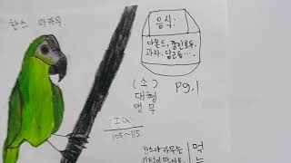 앵무새(종류 배우기)