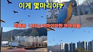 비행중 나타난 까마귀 떼 큰일날뻔ㄷㄷ
