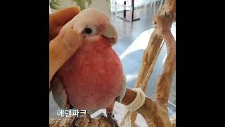 분홍 유황앵무 "꼬꼬"