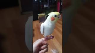 말 잘하는 왕관앵무 A talkative crown p…