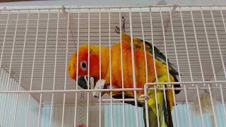 동결건조 사탕수수 먹는 썬코뉴어