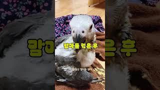 맘마 먹기전과 후가 다른 이녀석의 이름으로 뭐가 좋을까요? 하림이 남친인데 이름 추천 드려요 #회색앵무새 #회색앵무이유조 #일산앵이들엄마
