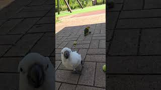 카이큐 코카튜 앵무새! 엄청 굵은 빚 좋은 개살구네!