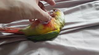 파인애플코뉴어 봄