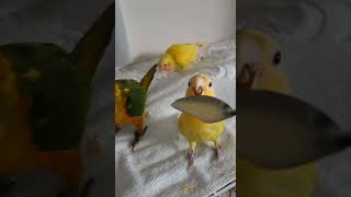 이유식 주세요~ 이유식먹는 앵무새들 . #앵무새 #모란앵무 #코뉴어 #썬코뉴어 #소형앵무새 #중형앵무새 #냠냠 #먹방