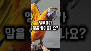 앵무새와 산책하면 많이 듣는 질문 중 하나?! ㅋㅋ #앵무새 #새대가리