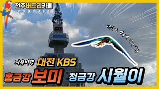 [앵무새자유비행]청금강시월이,홍금강보미  대전KBS