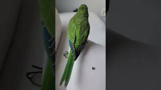 잔소리하면 귀신같이 알아듣고 깨무는 앵아치 ‍