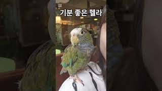 예쁜 카페에서 기분이 좋아진 헬라 #말하는앵무새 #헬라…