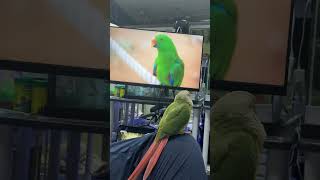 앵무새 앵두의 수조 관찰기 — 살아보겠다고 발버둥치는 …