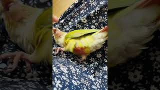 엄마가 좋아#코뉴어일상#나도니가좋아#사랑해#parrot…