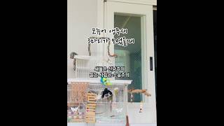 코뉴어 앵무새 소음, 3마리가 모이니 접시가 깨질꺼 같아여#코뉴어앵무새#앵무새#소음#시끌시끌
