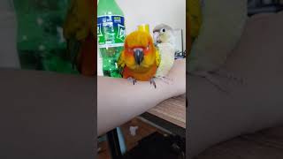 아무튼 삐진 썬코뉴어