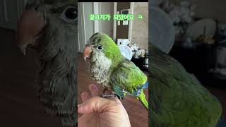 난이야~난이야~ #앵무새 #퀘이커 #parrot #꽃그…