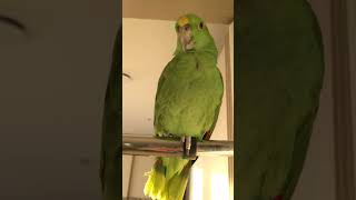 엄마목소리 개웃겨 털고르다 털뽑은 사연 ㅋㅋㅋㅋ #아랑…