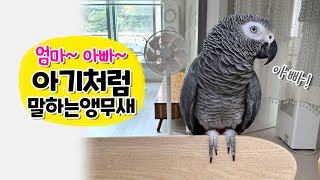 엄마 아빠  아기처럼 말하는 앵무새  회색앵무 잠바