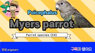 Myers parrot