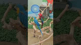 청금강앵무&홍금강앵무