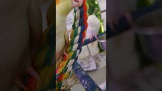 귀엽고 다양한 앵무새들 영상모음집