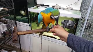 금강앵무 하늘이 악수~~~!!!