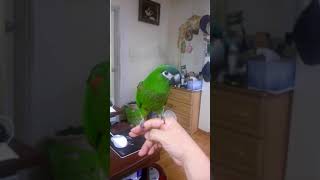 엄마찾는 앵무새