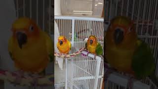 #꿍짝꿍짝#썬코뉴어 네박자~~~속에 너가있다~