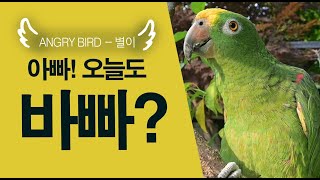 아빠 오늘도 바빠? / 중얼중얼 수다와 이상한 웃음소리/ 앵무새가 개콘보다 더 웃기다!!  / 사람과 대화 가능앵무새 / ANGRY BIRD