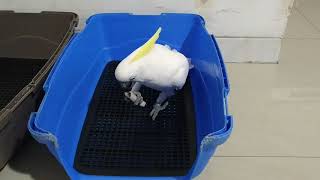 코카투 앵무새 "망고"