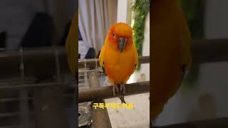 썬코뉴어 앵무새 #shorts