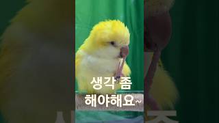 [ 하늘] 고민하는 앵무@#하늘이 # 퀘이커 앵무 #birds  #구독 좋아요 