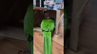 꽁패.한스마카우.앵무새.뽀미.박스놀이.2024.7.3