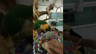 까만머리 카이큐