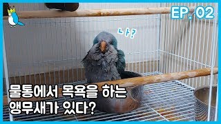자기 물통에서 씻는 앵무새가 있다?!