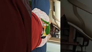 난리 브루스. .ㅋ #birds #parrot #pets #카이큐