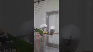 코카투와 카이큐 앵무새! 닭다리 뜯기! 우리 끝장내자! 헐!