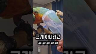 예측 불가능한 행동으로 빵 터지게 하는 사춘기 앵무새 …