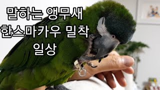 공서연.(앵무새)한스마카우.밀착 일상.2020.9.10
