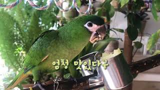 #한스마카우 #사과먹기 #냠냠냠