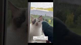 앵무새 여름방학(Summer vacation for parrot) #birds #parrot #quakerparrots #퀘이커앵무새