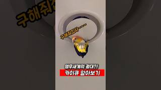 앵무새계의 광대 ! 카이큐 #앵무새 #카이큐