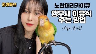 앵무새 이유식 주는방법 노란머리 카이큐