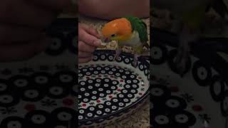 급 속보 카이큐 앵무새! 집에서 탈출! 잡힌뒤 놀라서 …